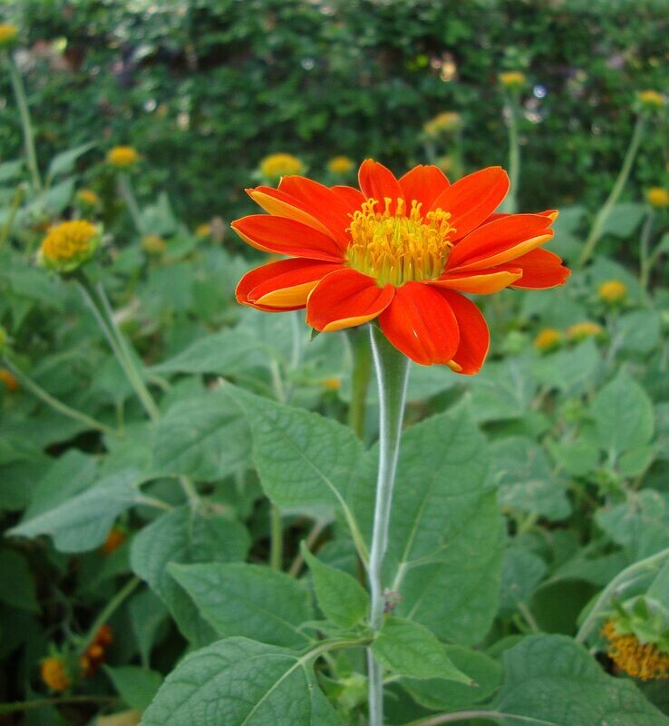 Mexican Sunflower