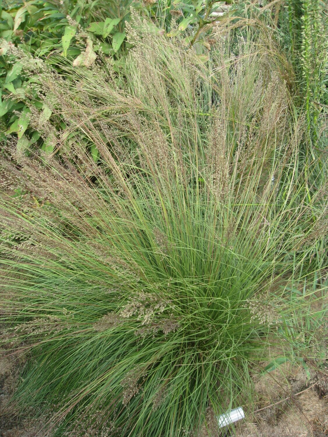 Prairie Dropseed