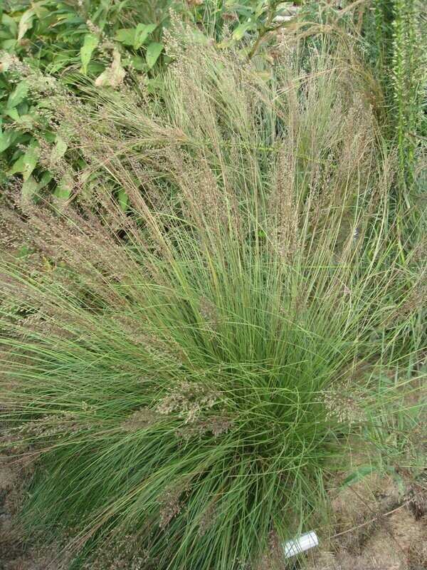 Prairie Dropseed