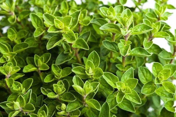 Italian Oregano