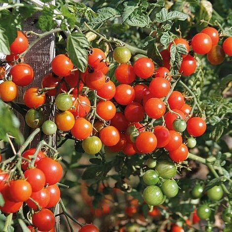 Tomato - Cherry Baby Hybrid