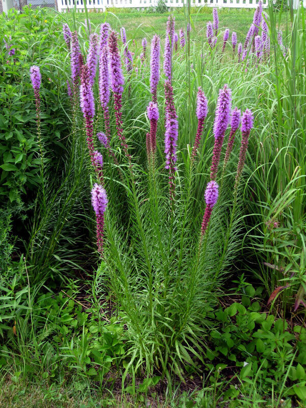 Prairie Blazing Star
