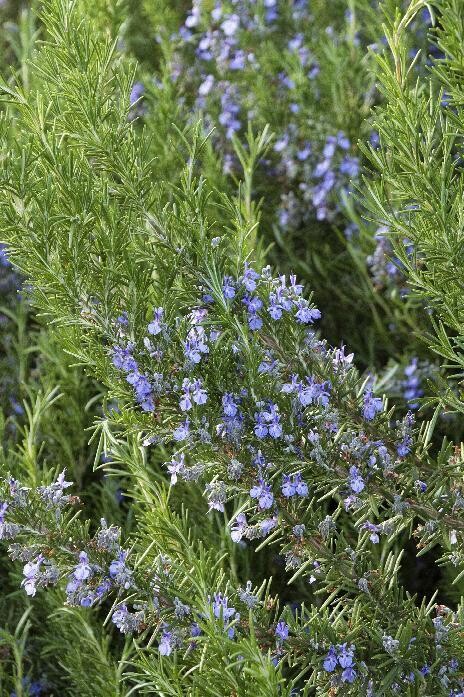 Rosemary - Tuscan Blue