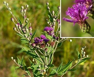 Missouri Ironweed