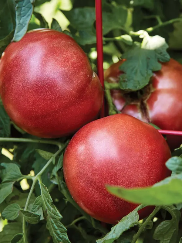 Tomato - Cherokee Purple