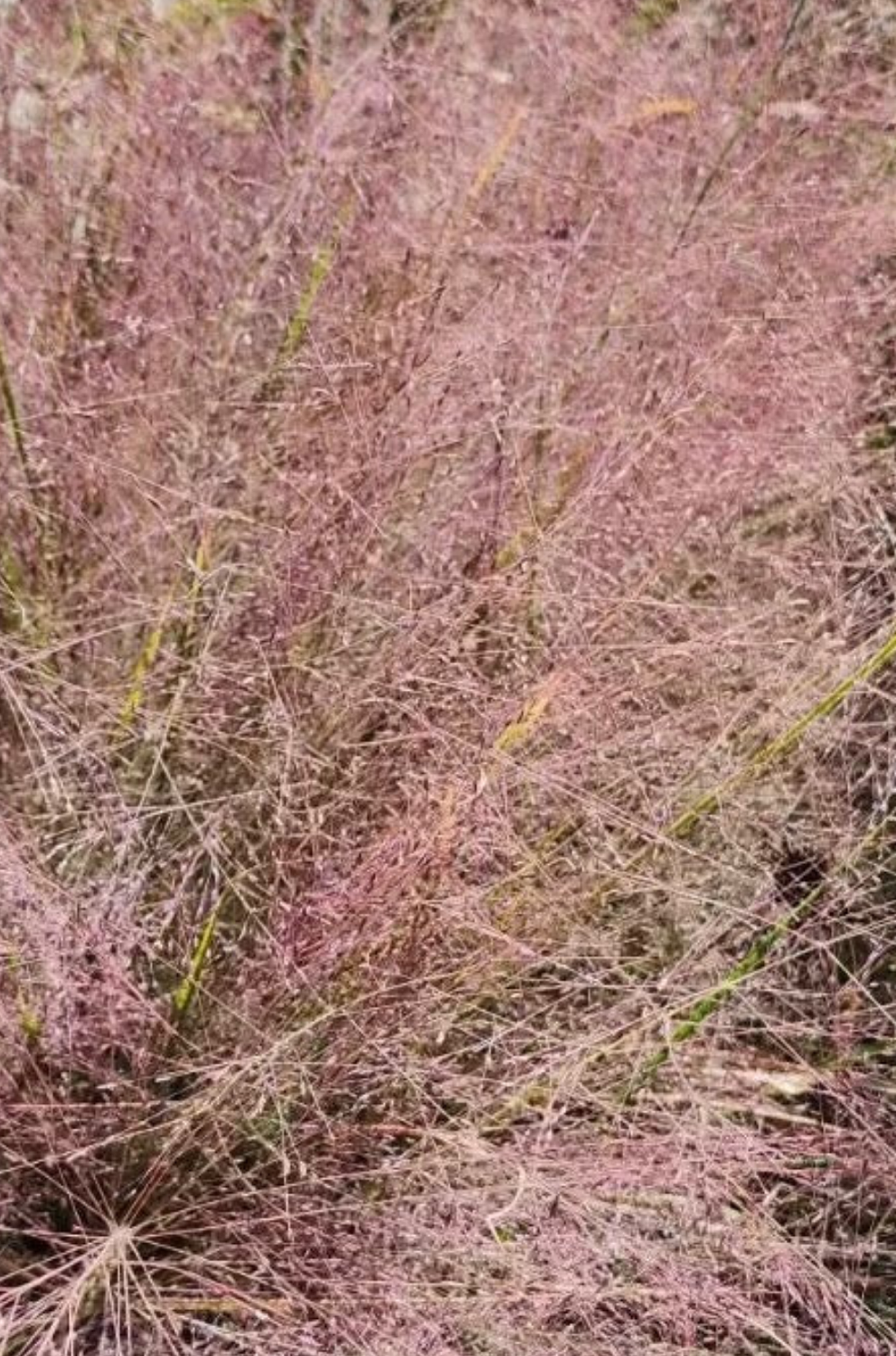 Purple Love Grass