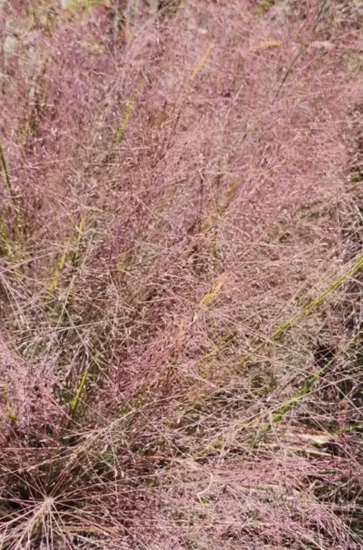 Purple Love Grass