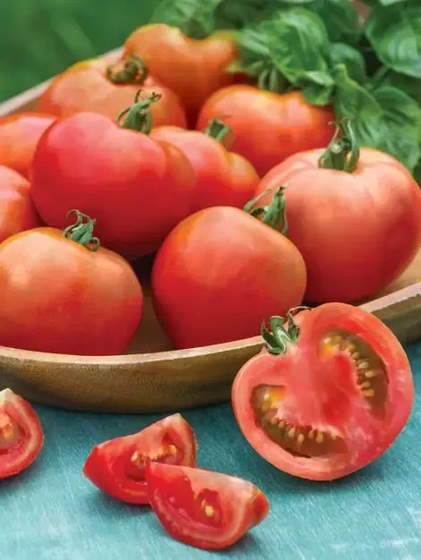 Tomato - Summer Girl