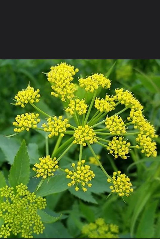 Golden Alexanders