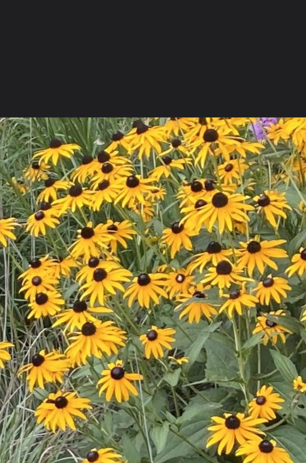 Orange Coneflower