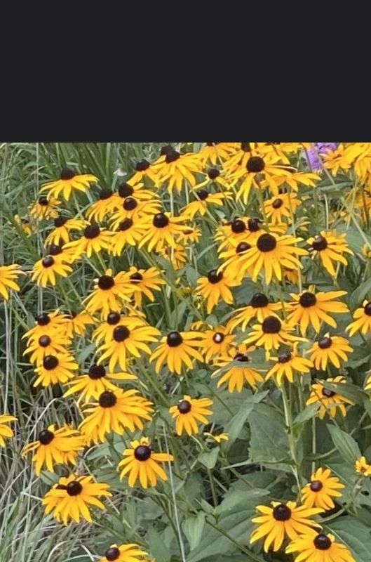 Orange Coneflower