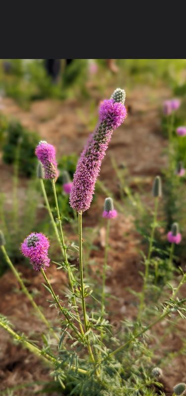 Purple Prairie Clover