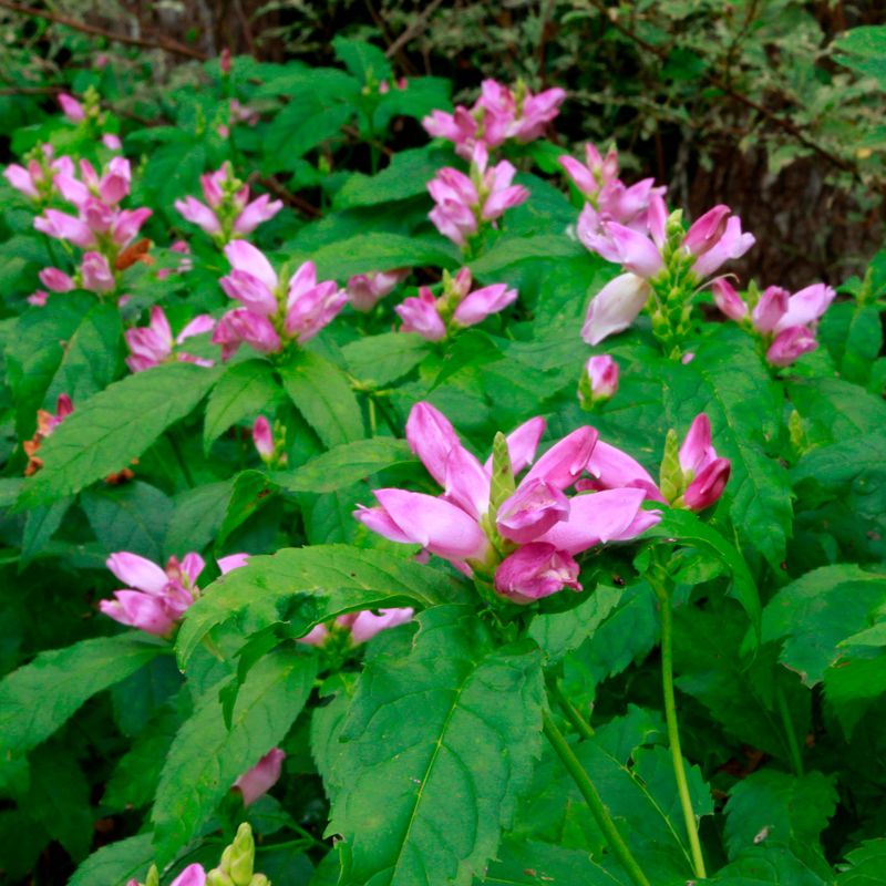Rose Turtlehead