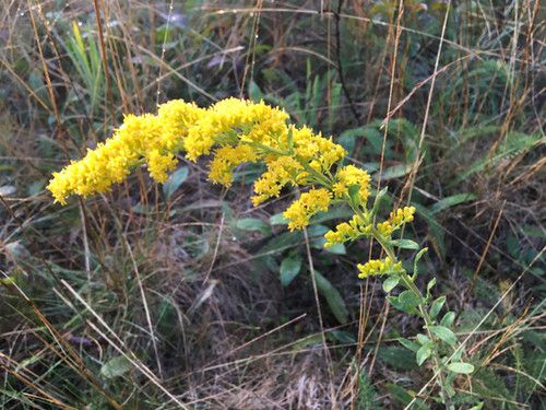 Oldfield Goldenrod