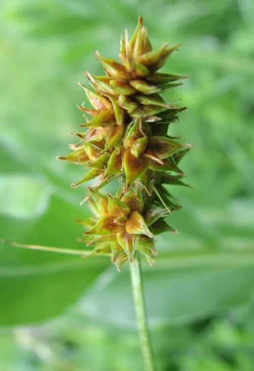 Sand Bracted Sedge