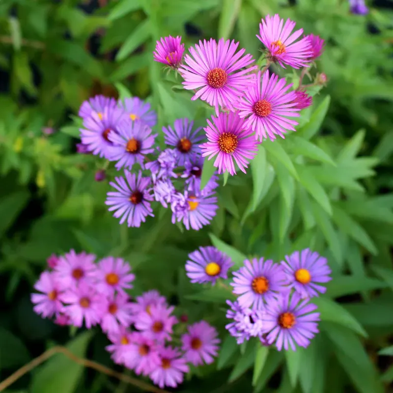 New England Asters