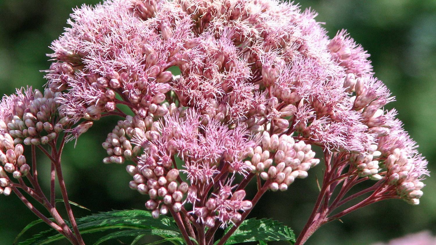 Joe Pye Weed