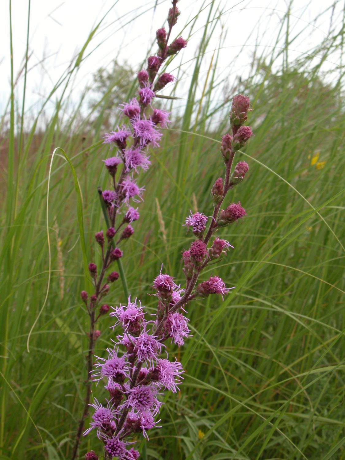 Button Blazing Star