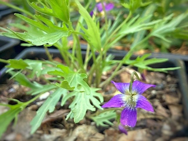 Prairie Violet
