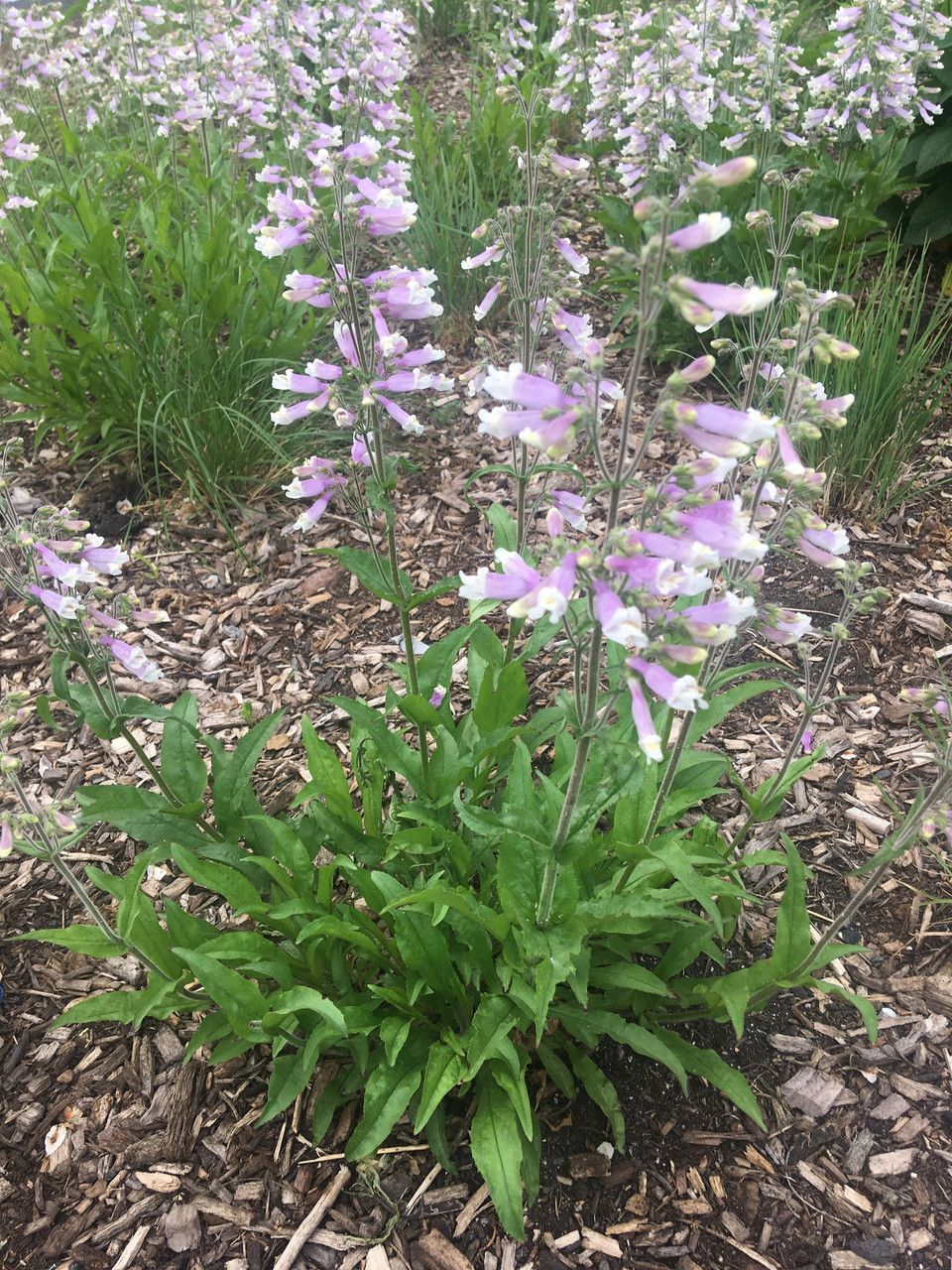 Hairy Beardtongue