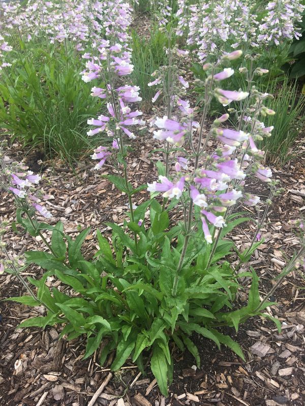 Hairy Beardtongue