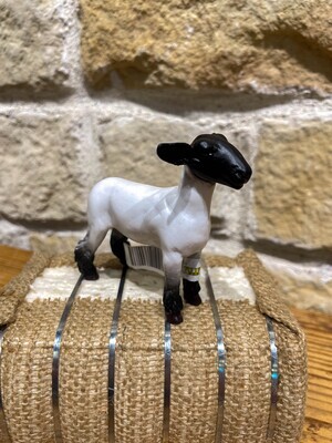 Little Buster Show Lambs