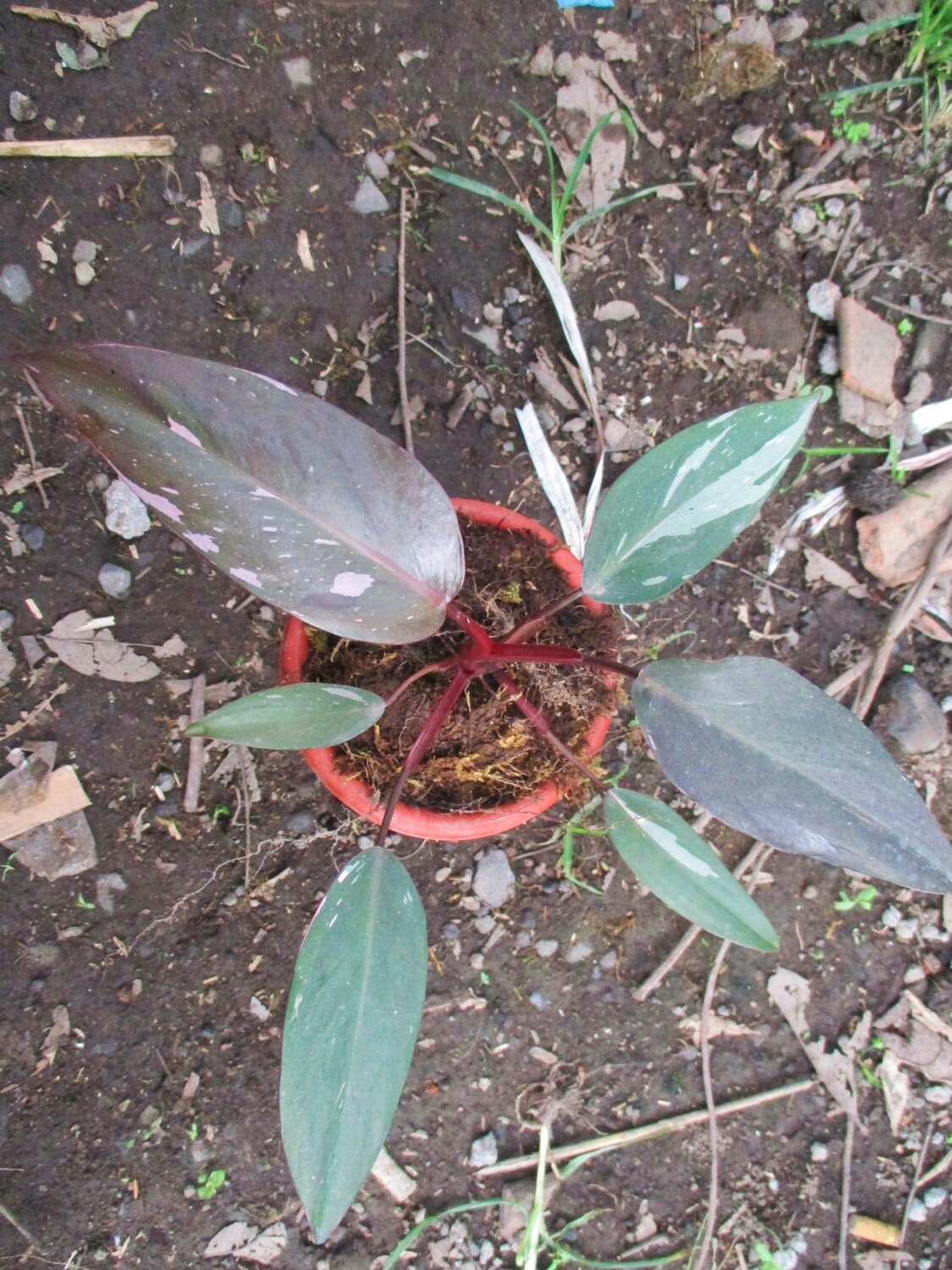 Philodendron Pink Princess