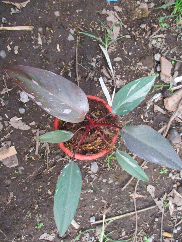 Philodendron Pink Princess