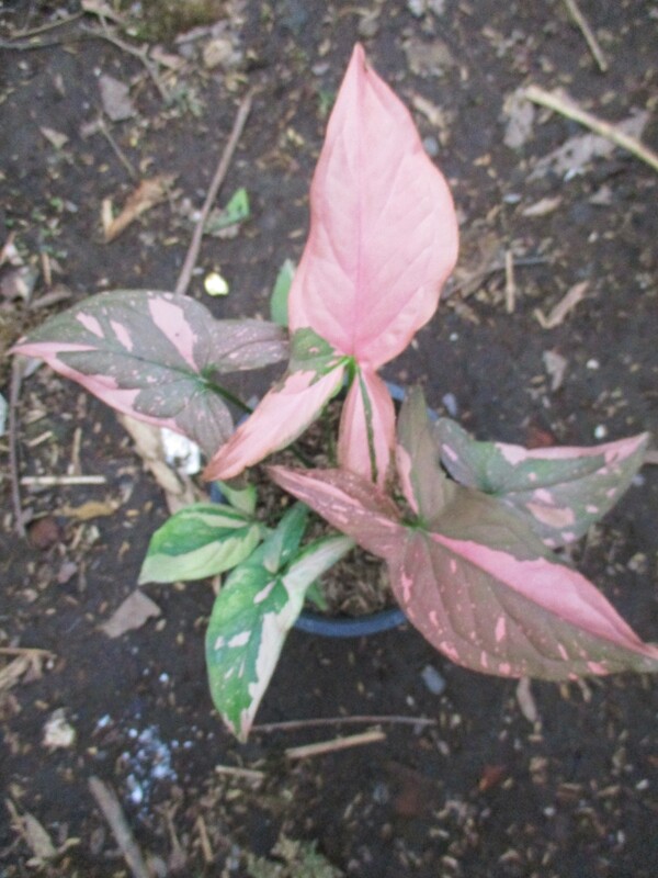 Syngonium Plink Splash