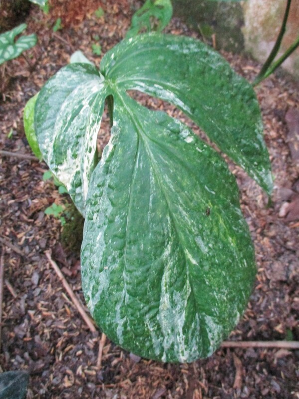 Variegated Amrydium