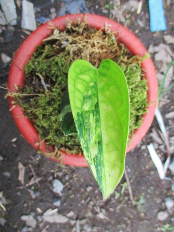 Variegated Monstera Peru