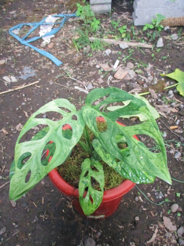 Variegated Monstera Adansonii