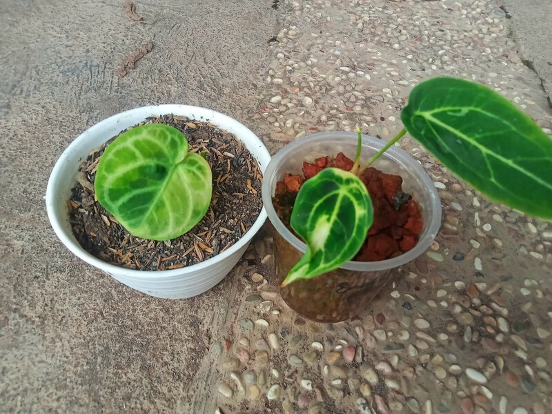 Bundling Sale, Variegated Anthurium Forgetti &amp; Variegated Anthurium Silver Blush x Dorayaki.