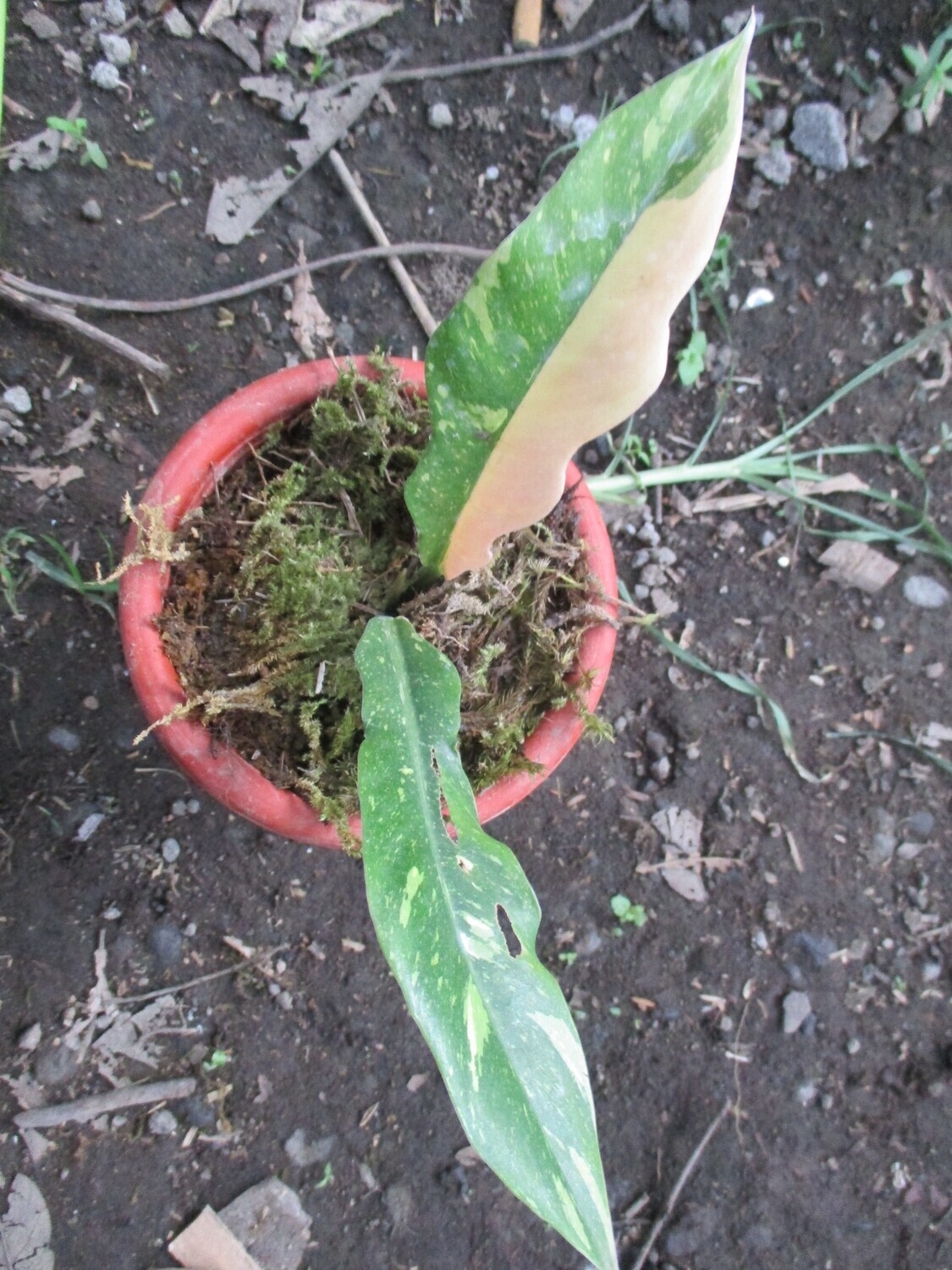 Variegated Philodendron Ring Of Fore