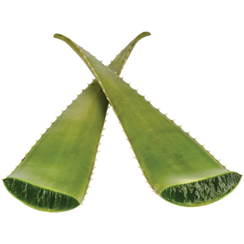 List Aloe barbadensis Miller- za kozmetične namene