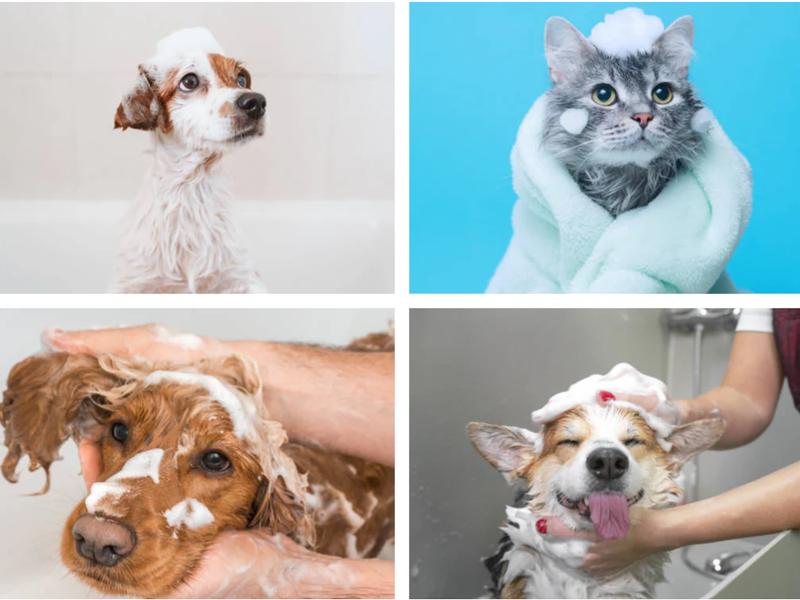 Pet Shampoo