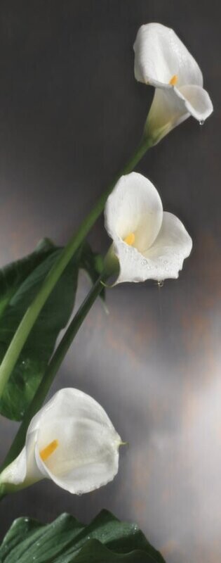 Aufrollbare Calla nach rechts