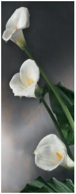 Roll-Up Calla nach links