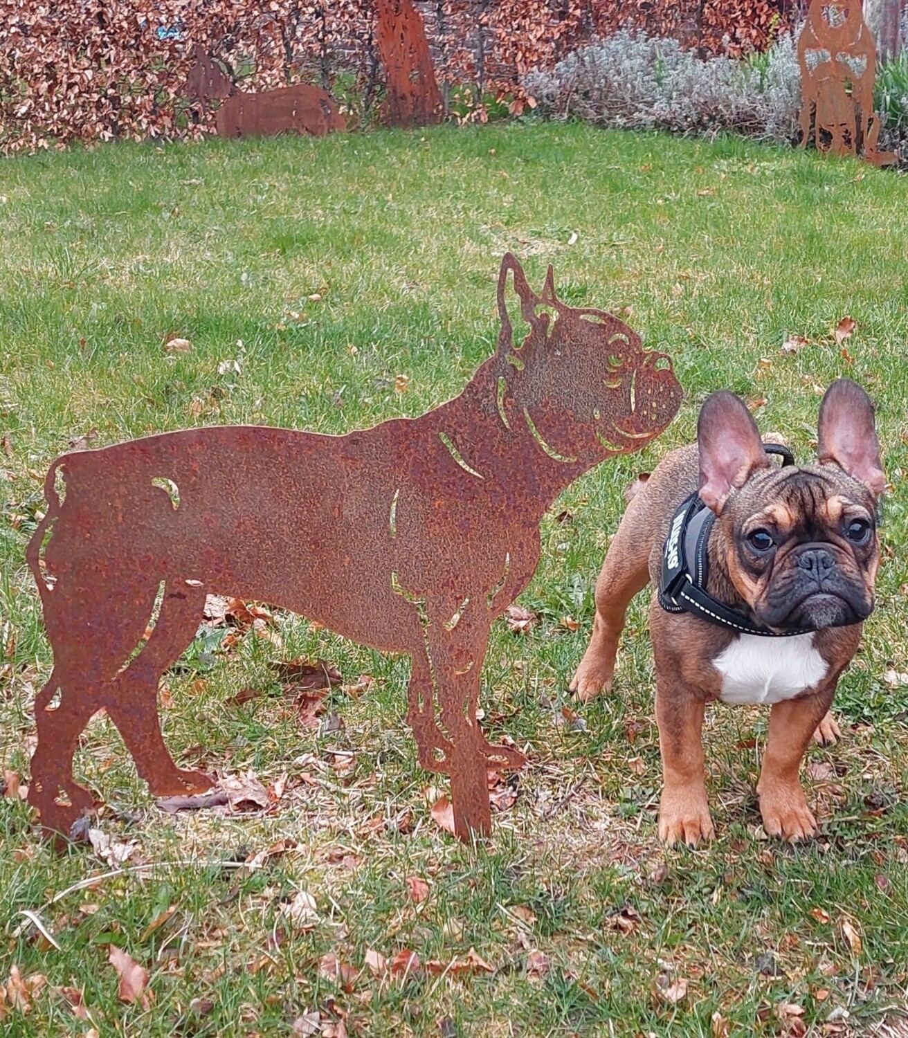 Französische Bulldogge Kleidung Hjumarayan Hundemantel Französische  Bulldogge, Wattierend Jacke Warme Mantel Hund Geschirröffnung, Wintermantel  Gefüttert Für Französische Bulldogge, Mops, Westie (Braun M Hundemantel Mit  Geschirr, image size:1312x1500