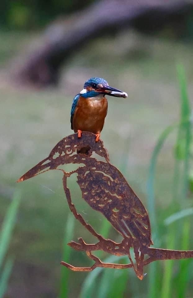 IJsvogel van cortenstaal