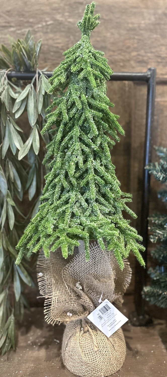 LARGE GREEN SPRUCE TREE