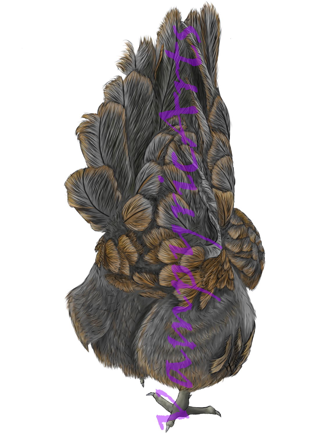 Chickens, Breed: Fluffy Butt
