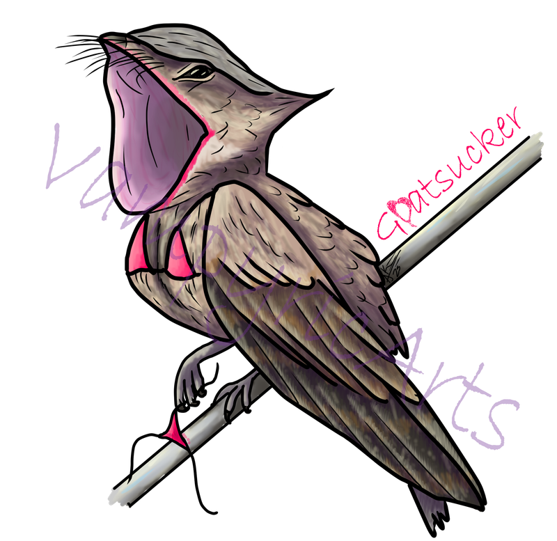 Dirty Birds