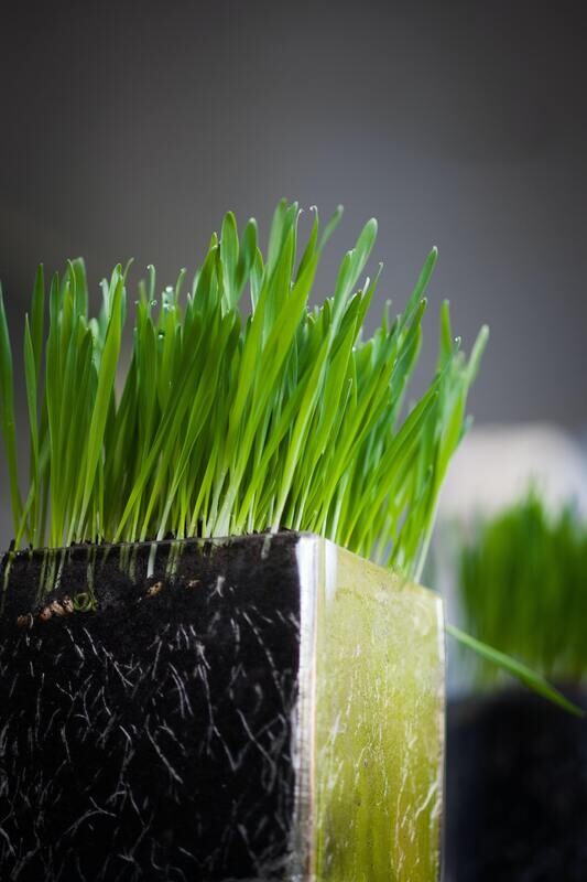 Wheatgrass