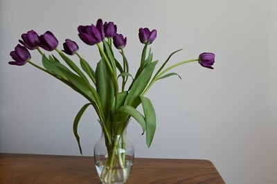 Tulipanes
