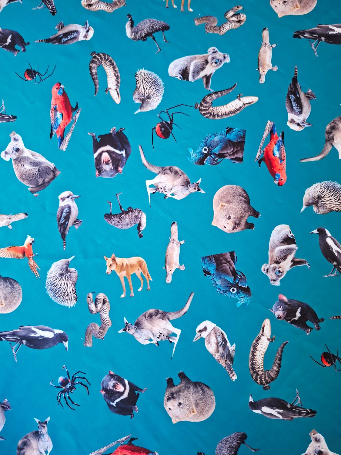 Aussie Animals