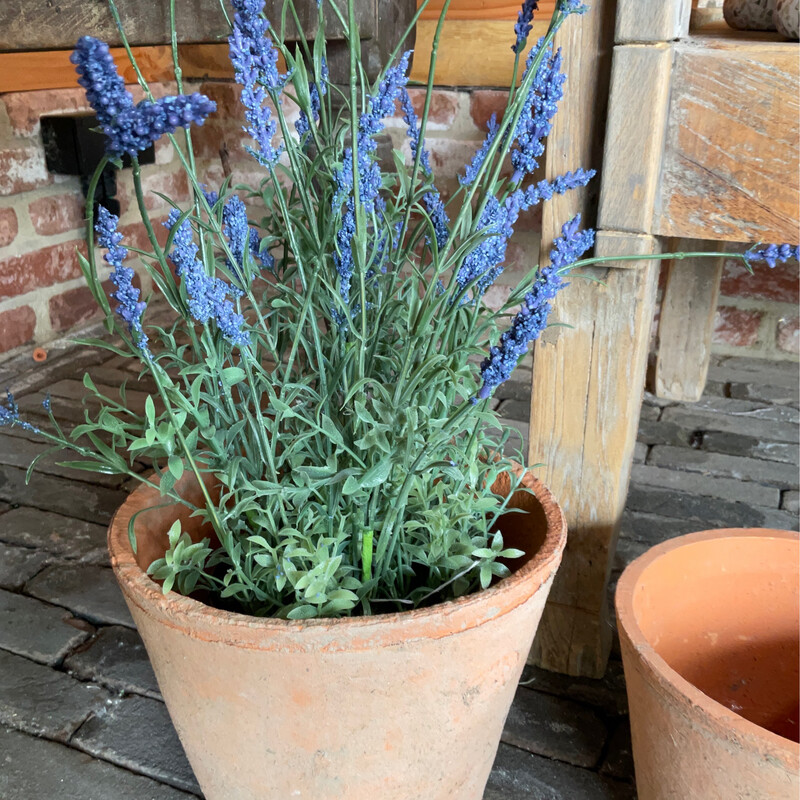 Lavendel In Pot ( Groot)