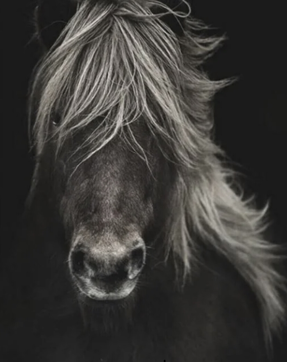 Tekstbordje paard