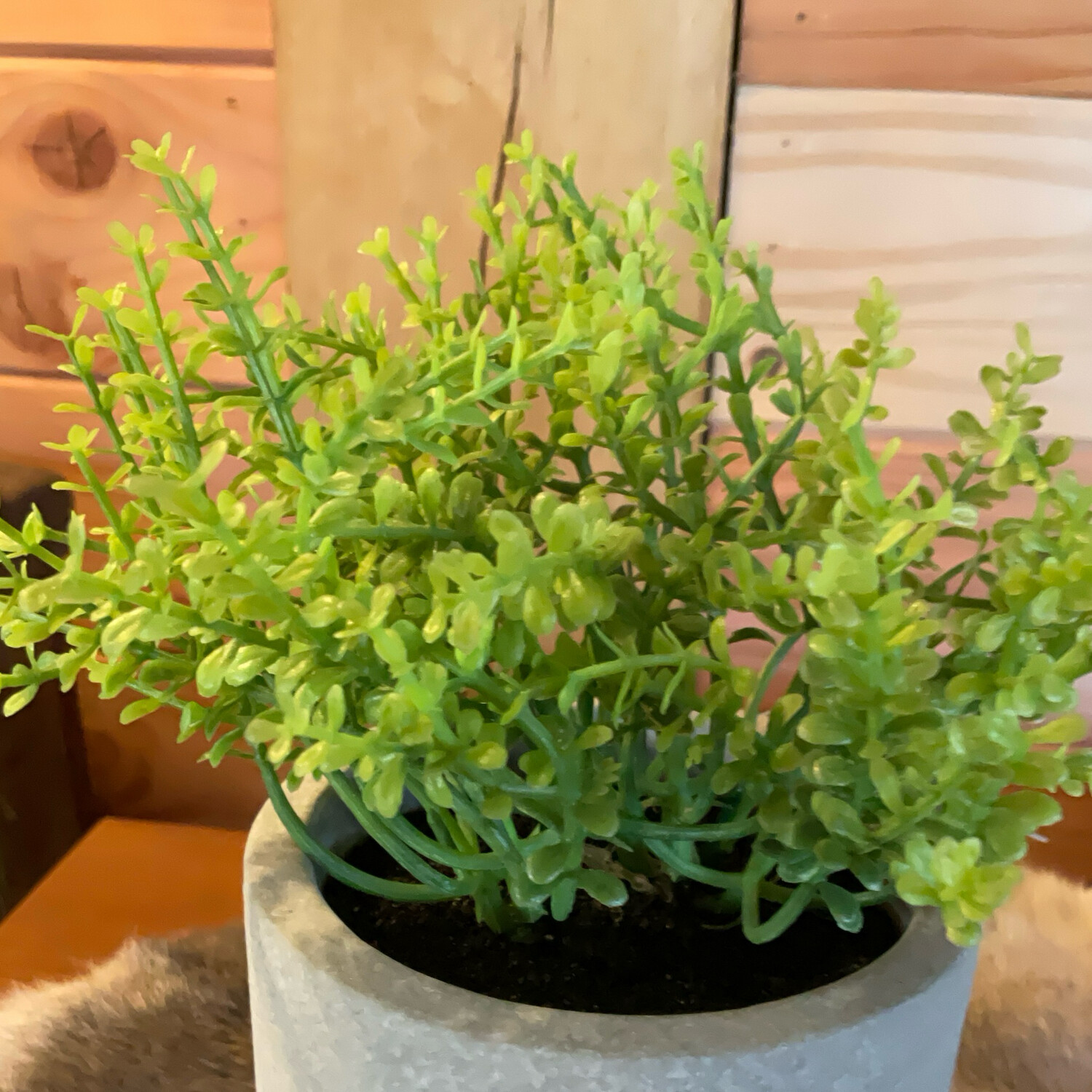 Potje Met Salvia Rosmarinus Groen