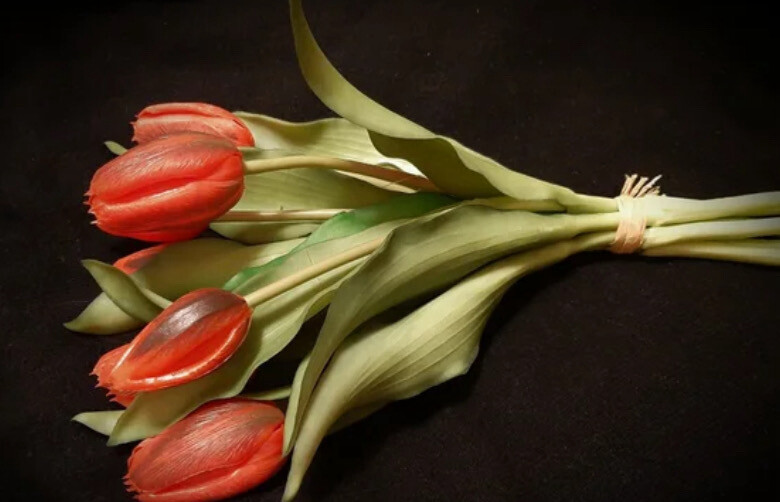 Tulpen Rood-zwart